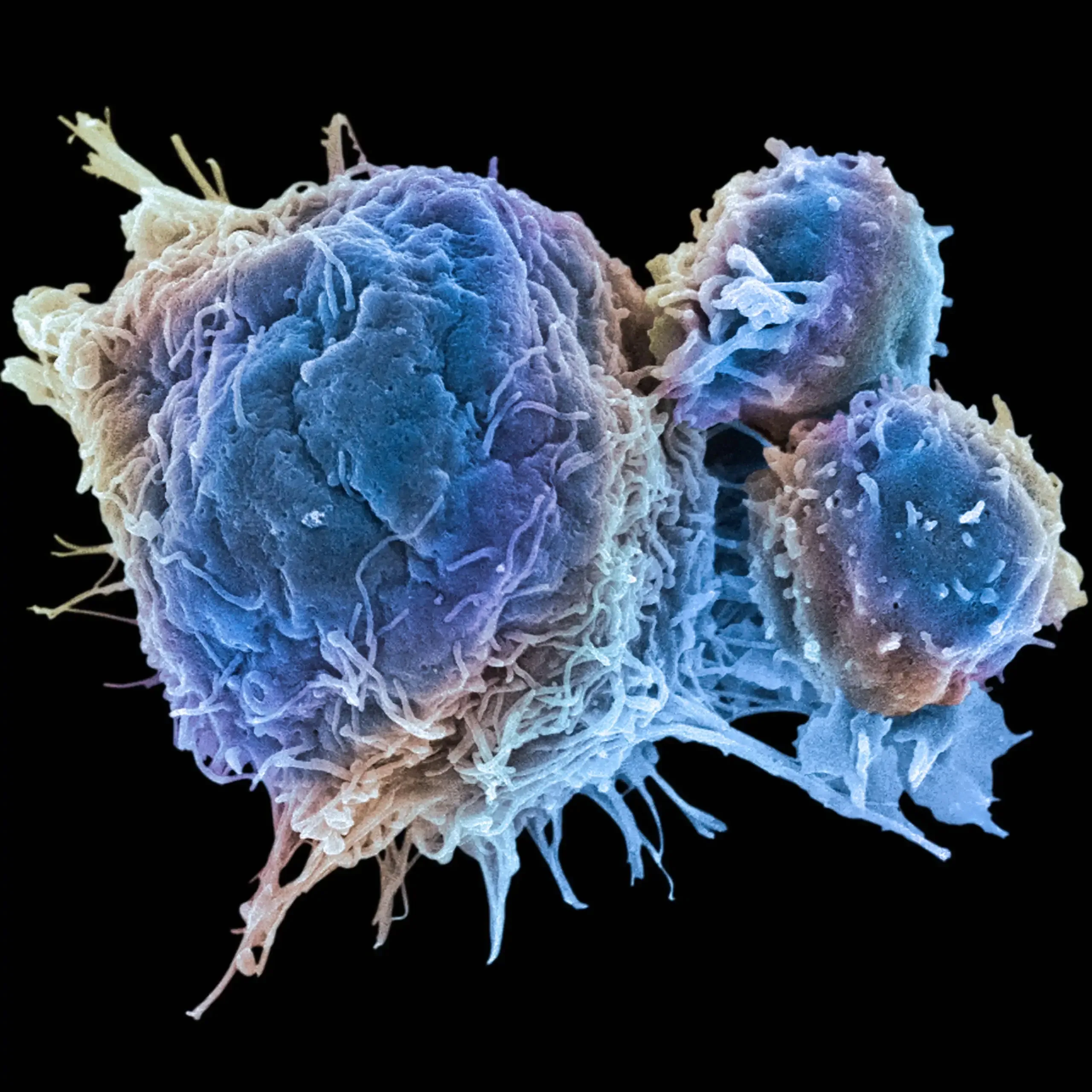 micro image