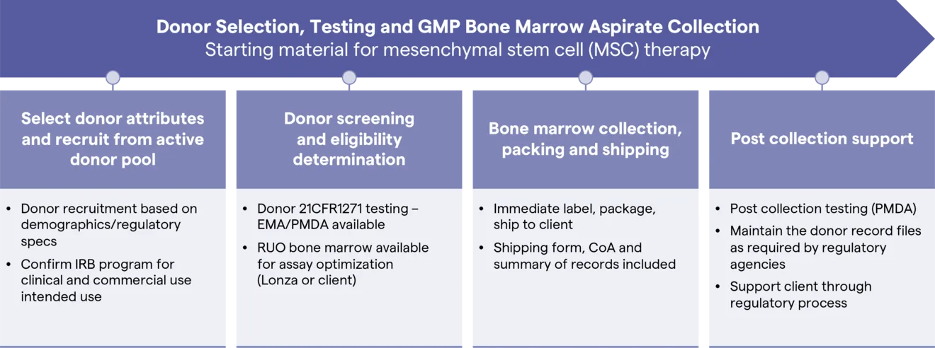 bone marrow graphic