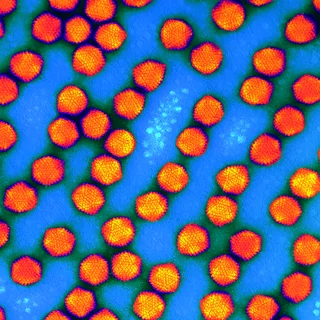 Viral Vectors Manufacturing Services (CDMO) | Lonza