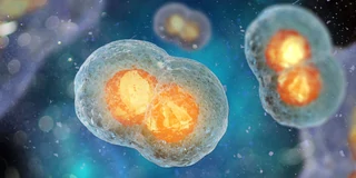 GS Discovery® Transient Expression